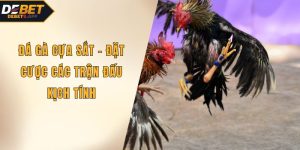 Đá gà cựa sắt