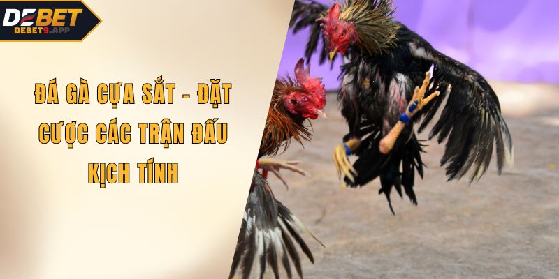 Đá gà cựa sắt